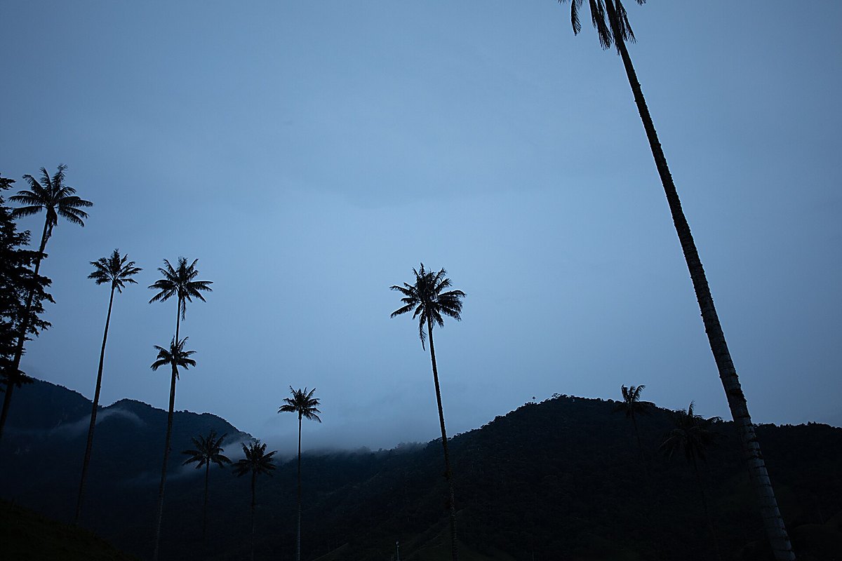 🌴 Eje Cafetero desde Cali: Valle de Cócora y pueblos con encanto.